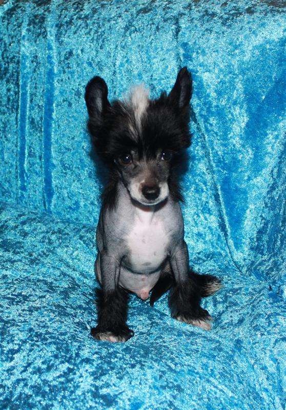 Chinese Flowers Everyone Wants Me