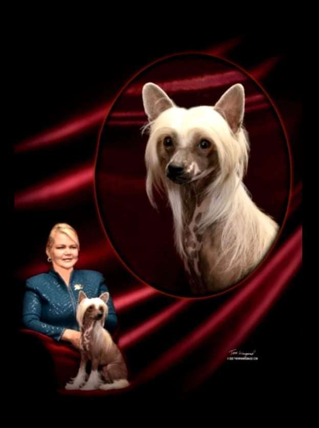 GCH Sondras Yahtzee winning dice roll at Kamden