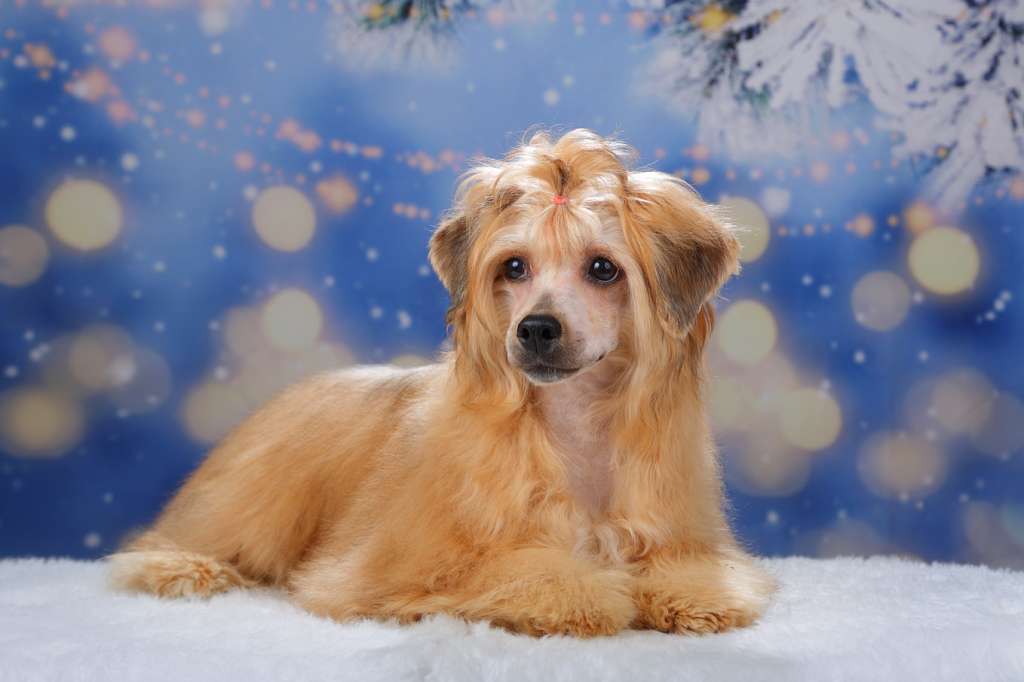 Style Bravo Exclusive