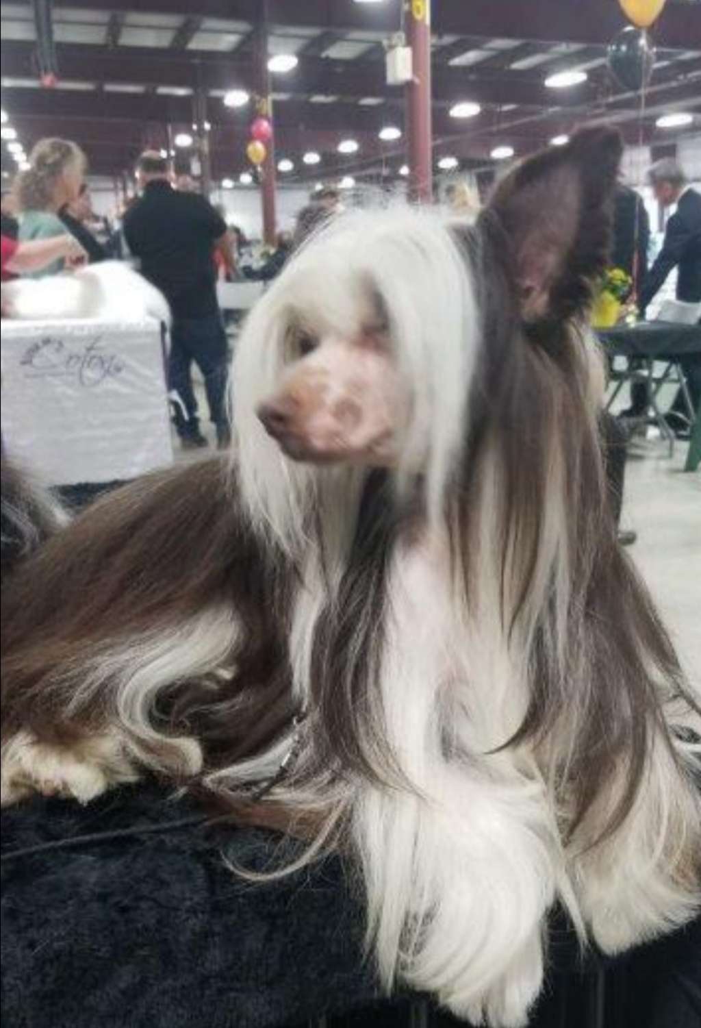 L'il Rockstar