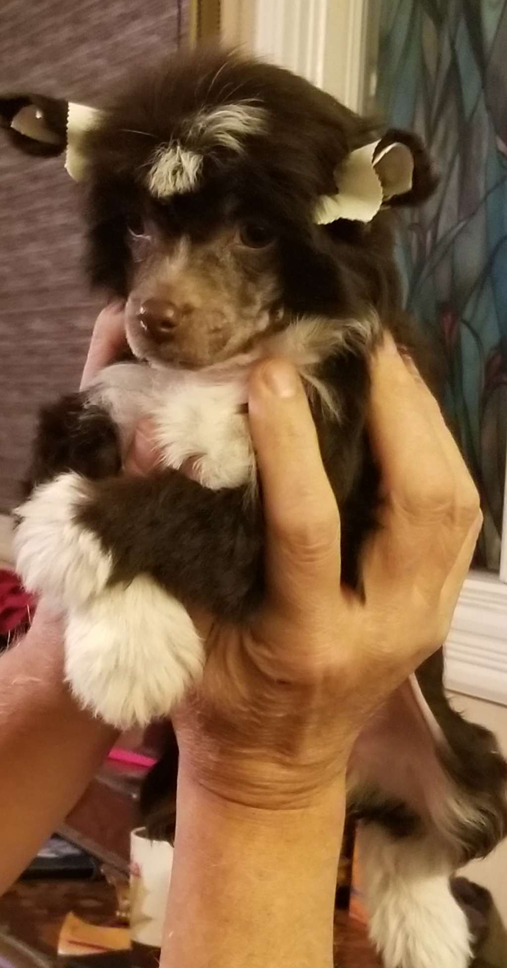 Dazzle Me Wilamina L'il Warrior