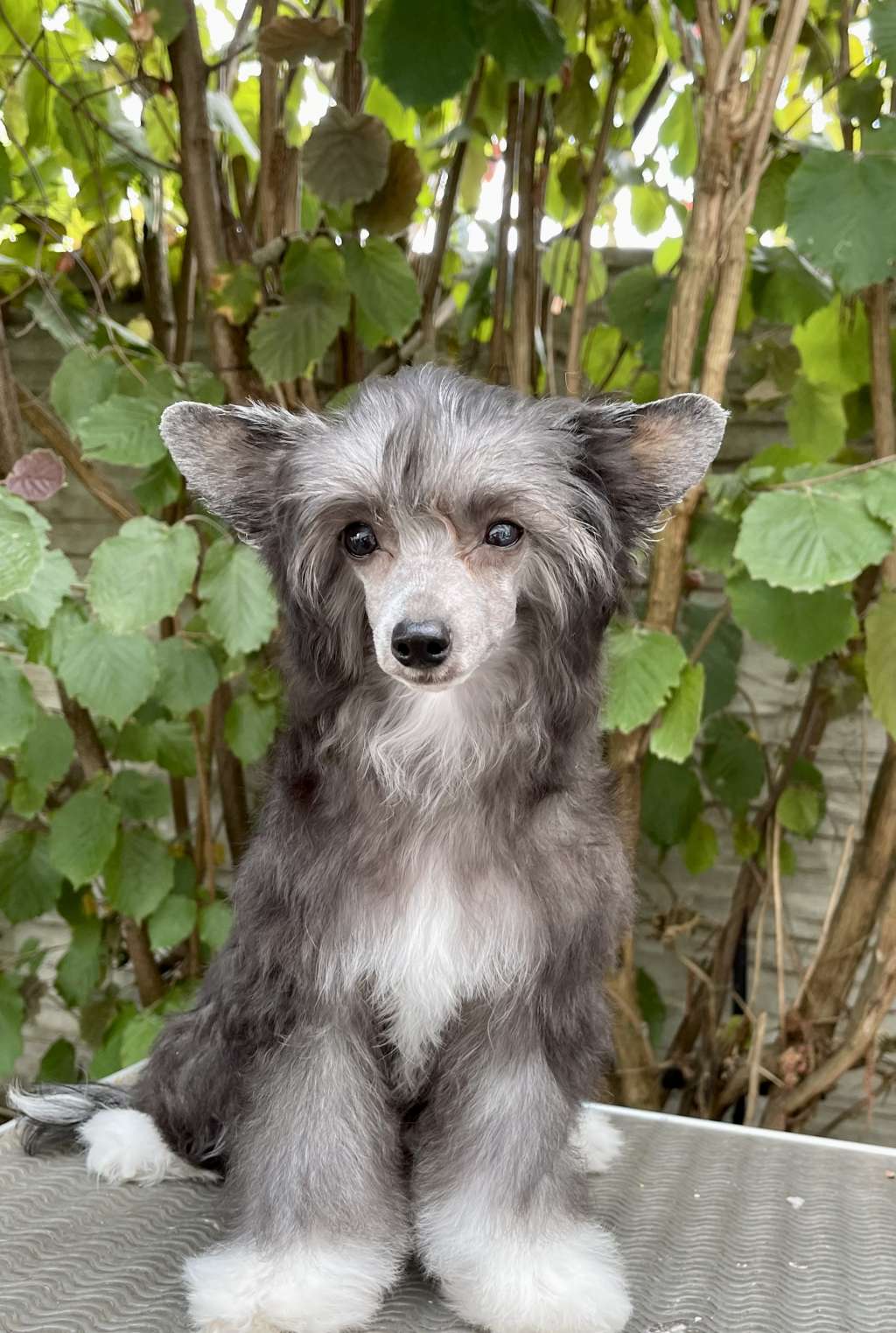 Rabia Diamond of the Night