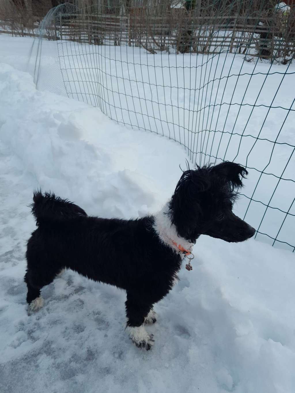 Finhani Sugar for coffee lover