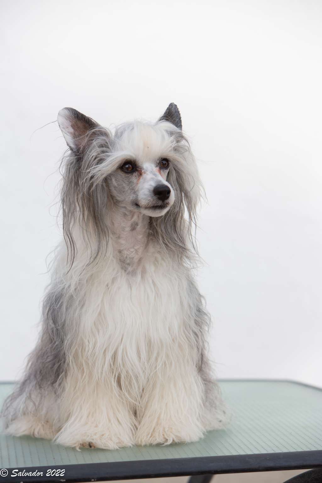 Zelendaya because the night