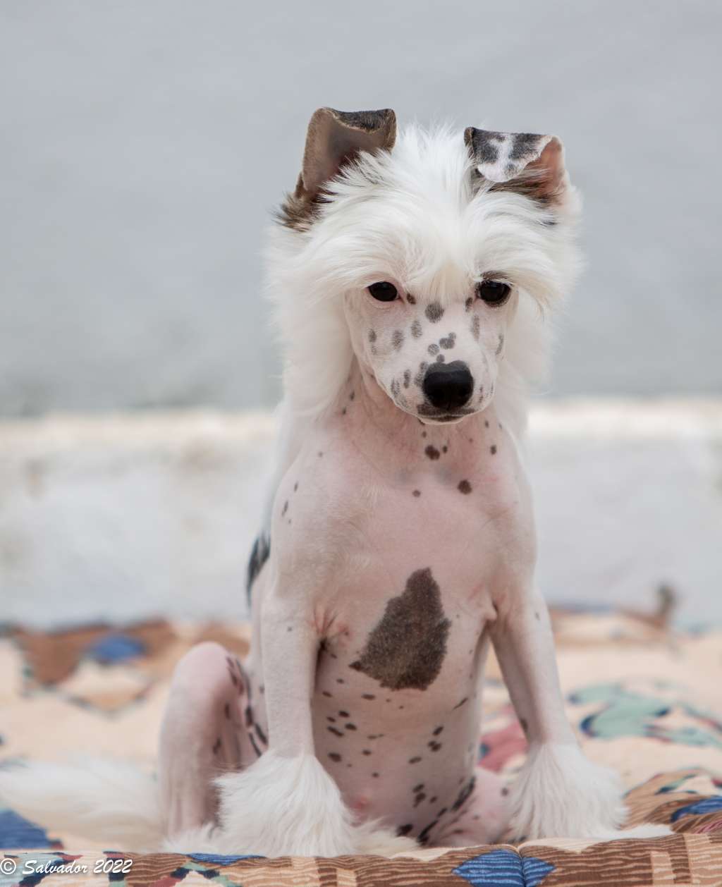 Zelendaya Cheri cheri lady