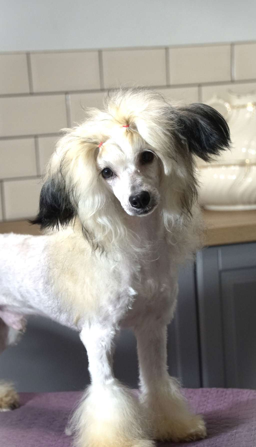 Vote for Peace Heybett