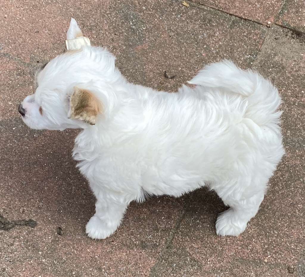 Jin Kazumi von Shinbashi