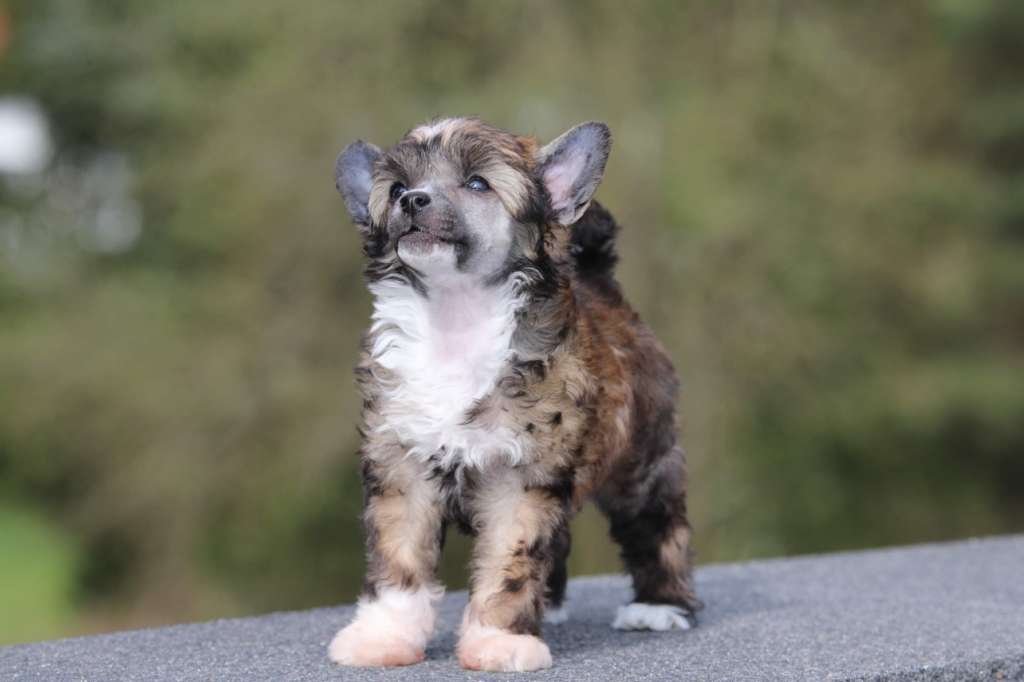 Lollipop Princes de la Roses