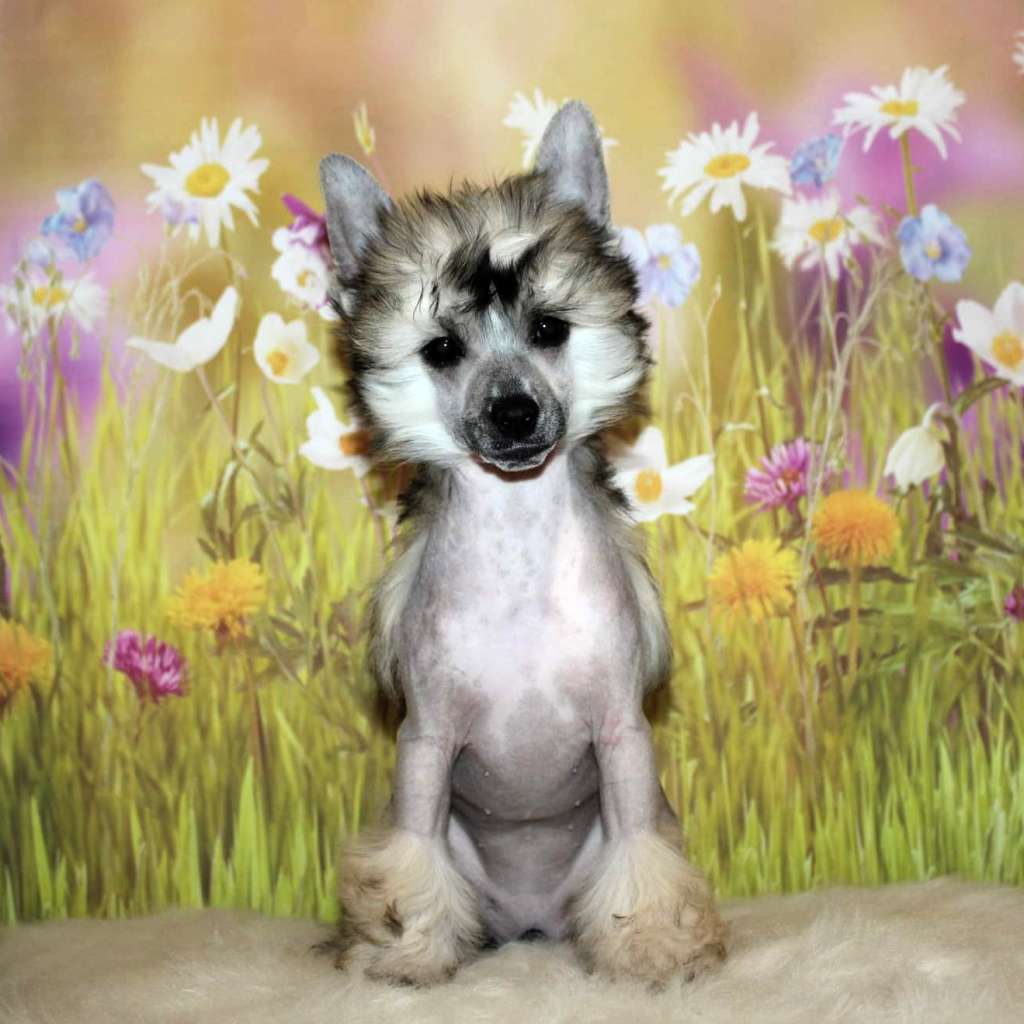 Vanessa iz Sozvezdiya Khana