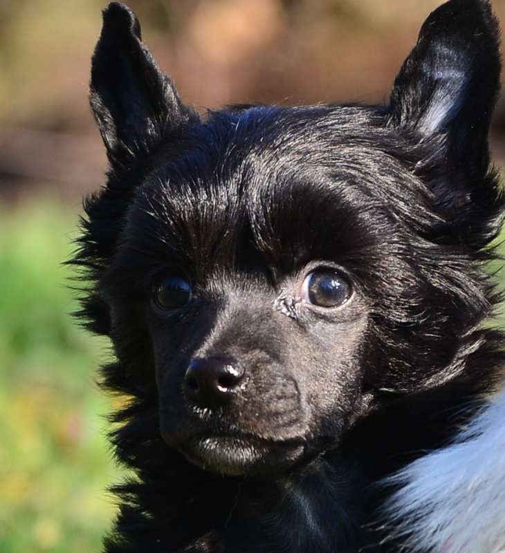 Fehérlófia Lucifer