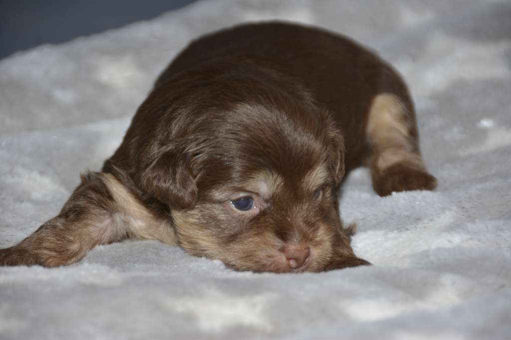 Caribbean Criollo Valentine's Day