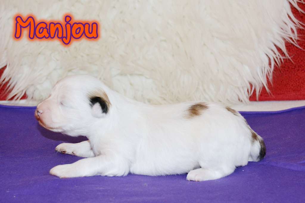 Manjou GaJe of Purple Rain