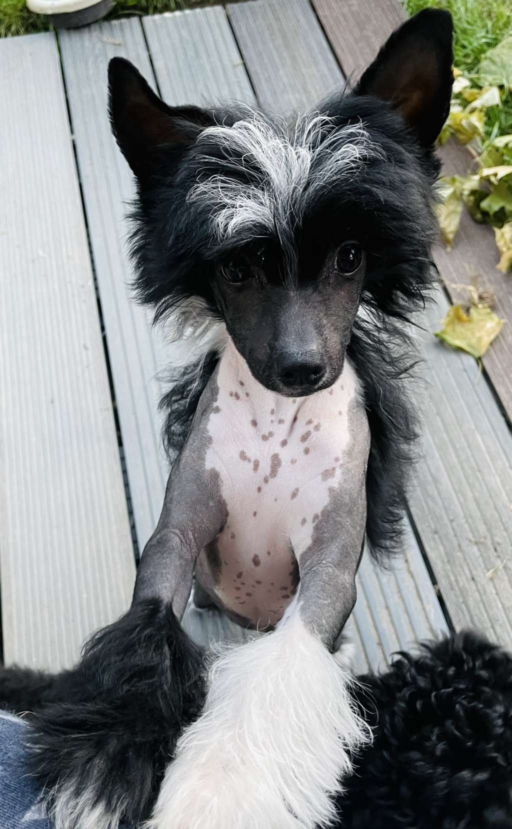 Nowa Nadzieja Gaga Z Krolestwa Agarthi