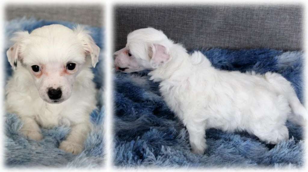 Chinese Flowers Falling In Love