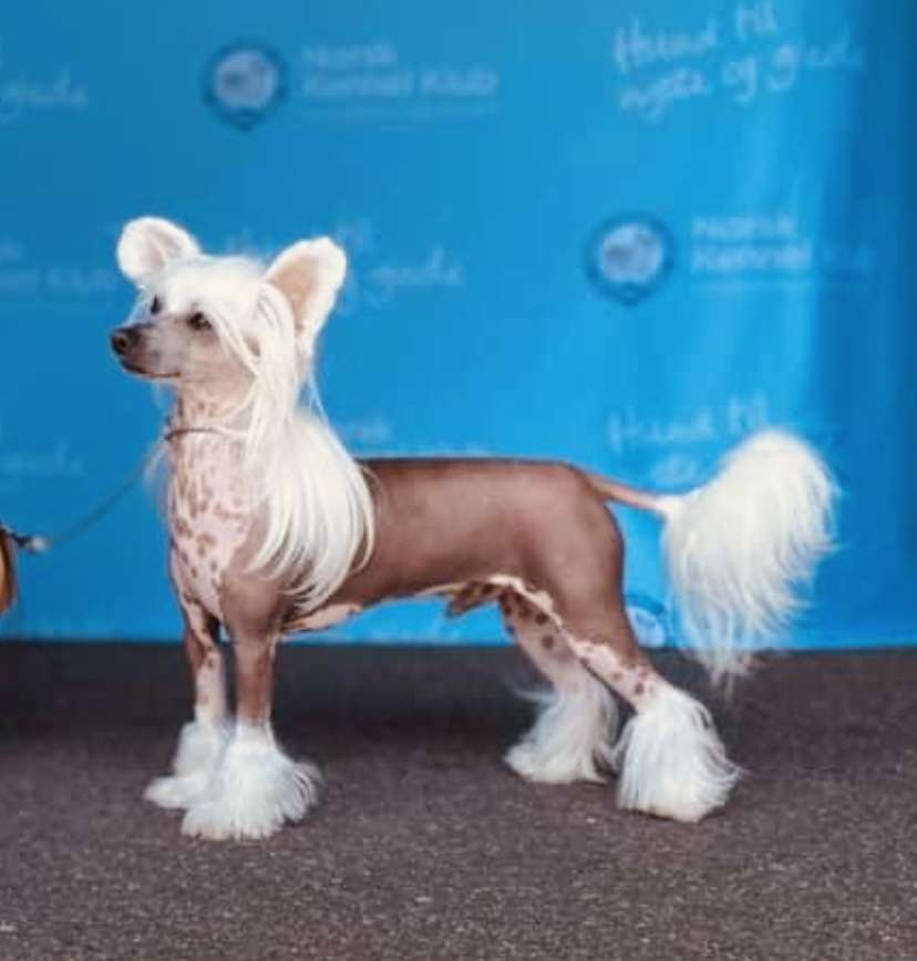 Moelmo's The North Star