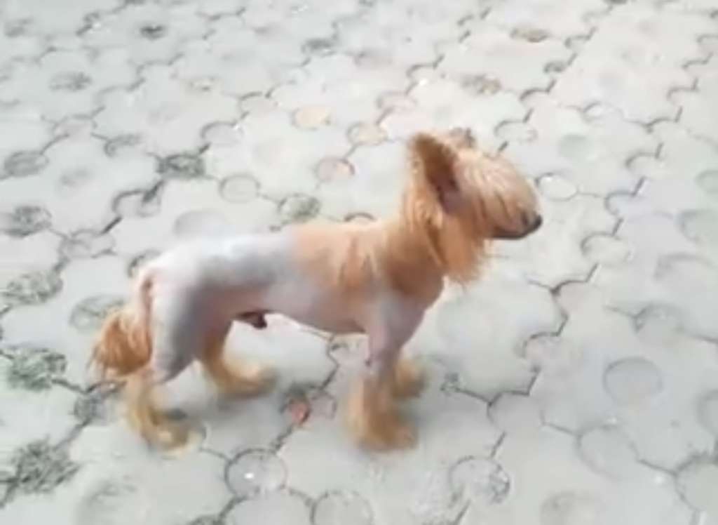 Mac spfgold of dongling kennel