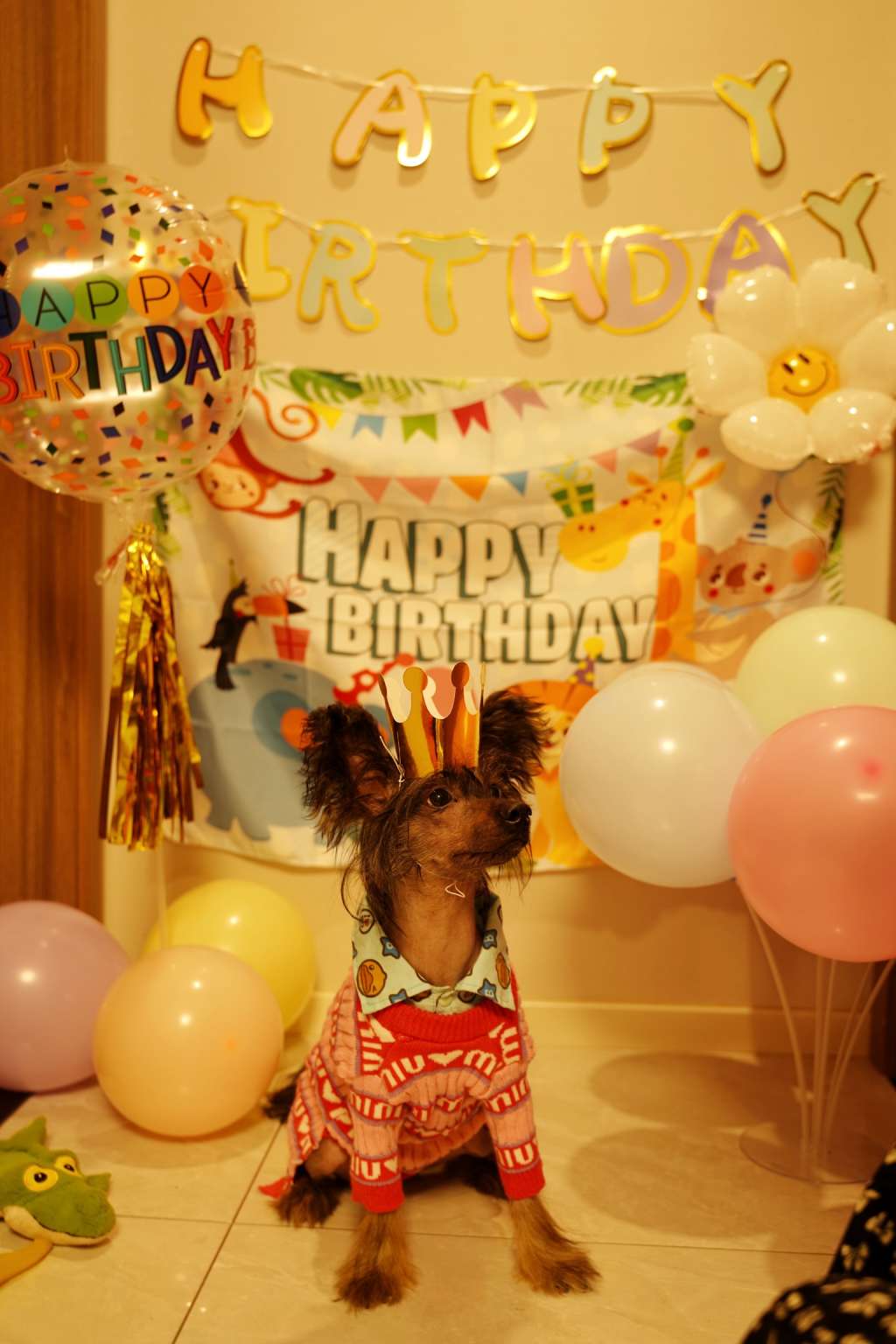 Rosa sinensis of Eeyore