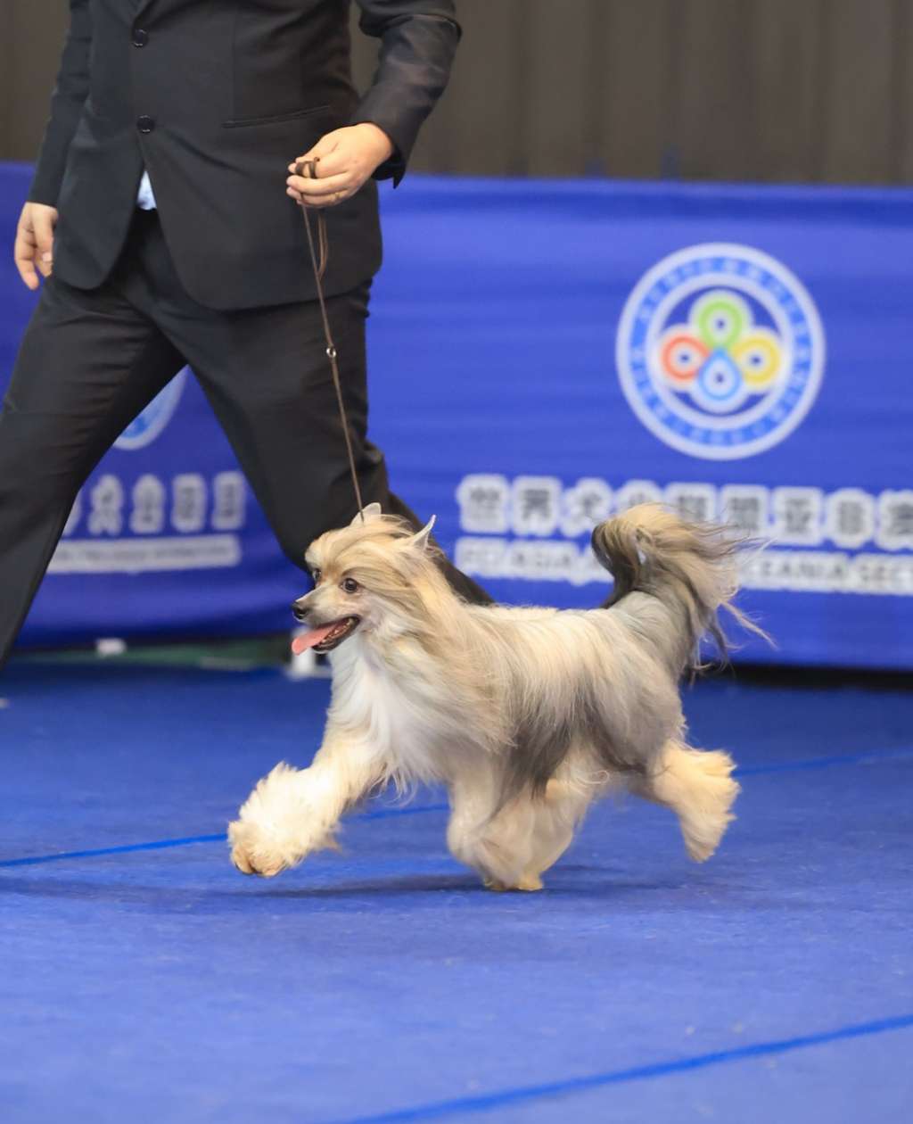 Ch.Rosa sinensis of mysterious