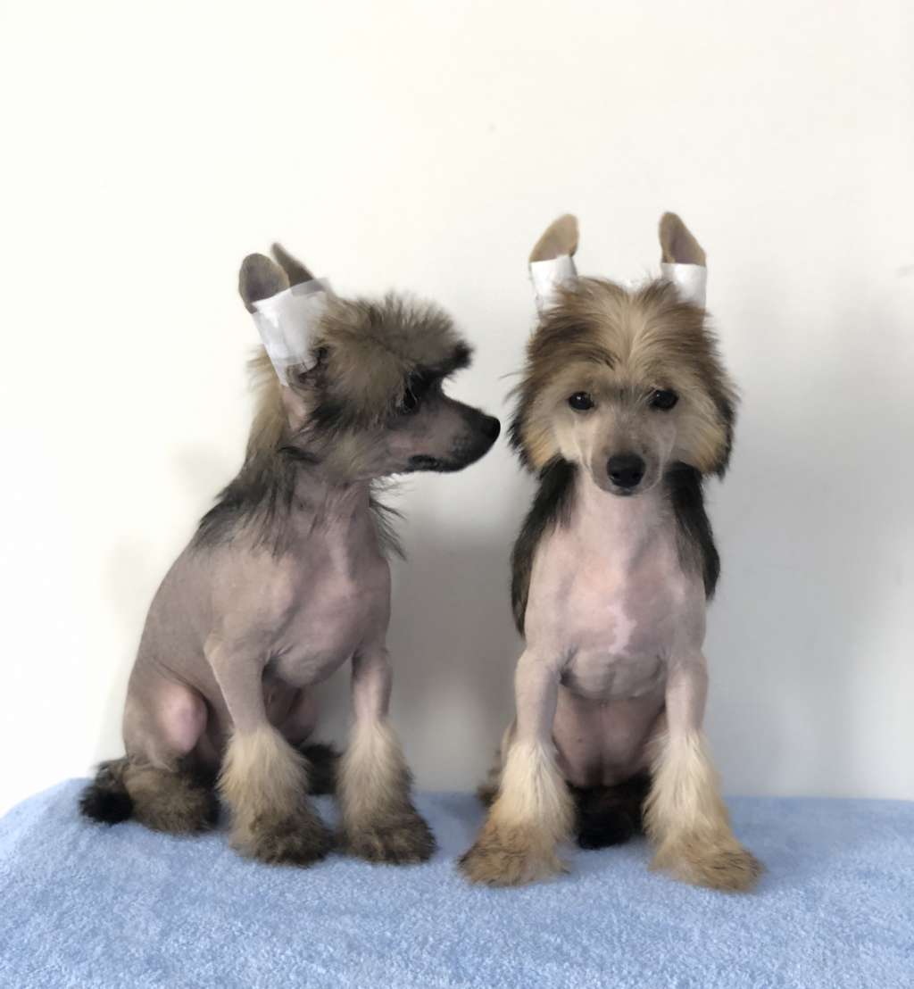 Rosa sinensis zhezhe