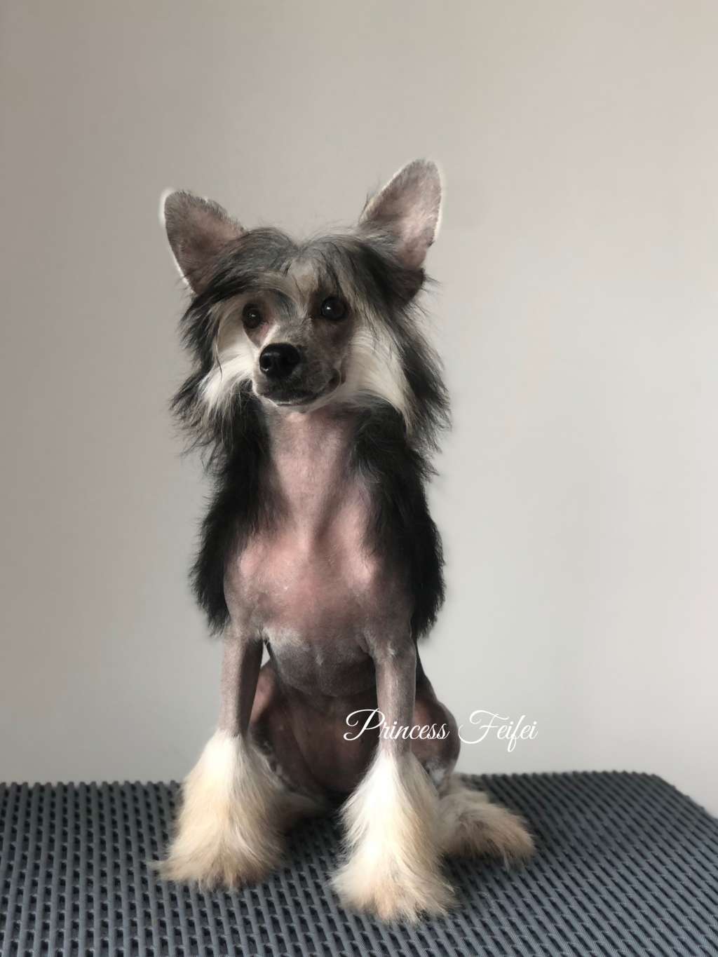 Rosa sinensis of Fifi