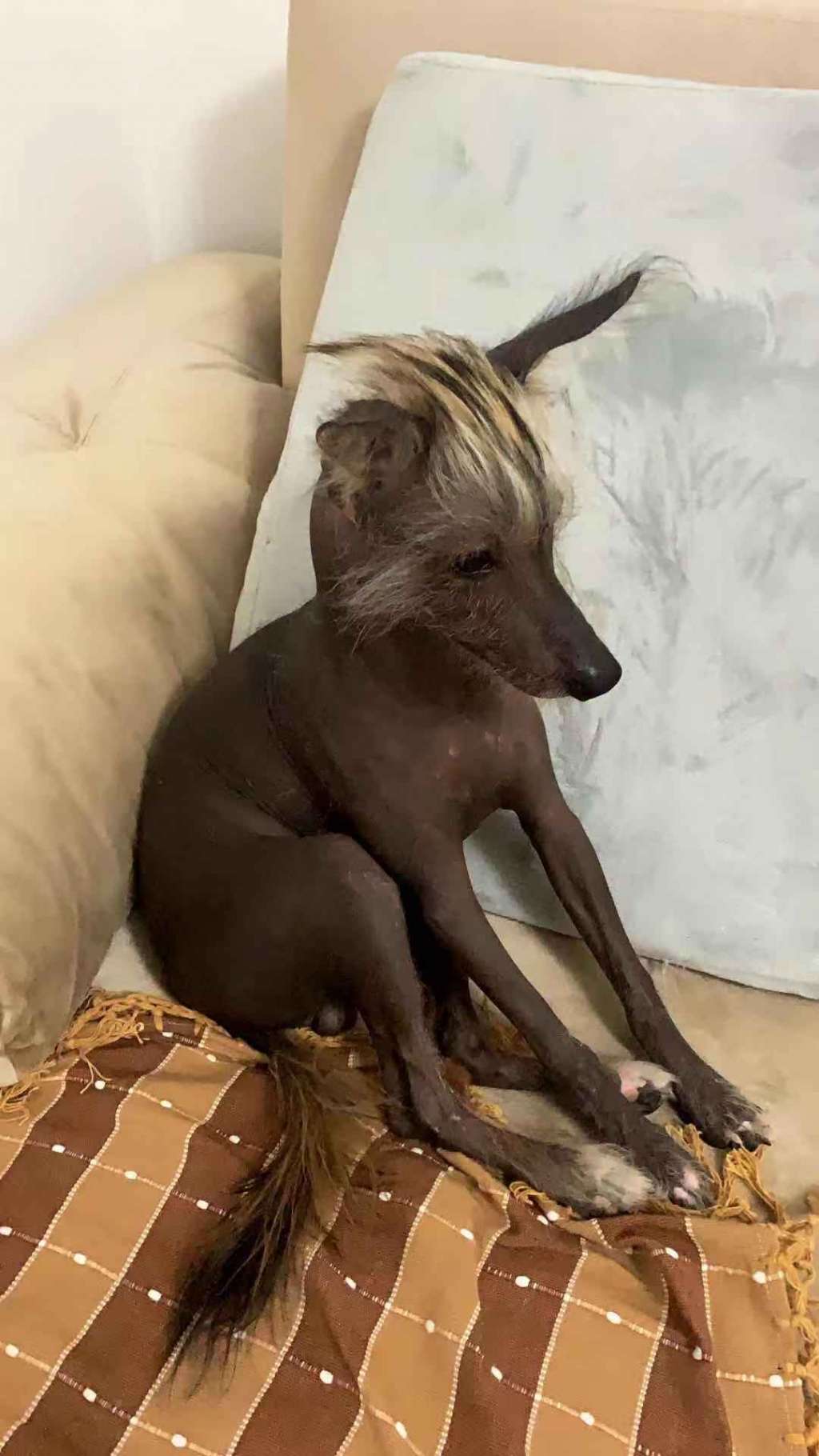 Rosa sinensis of Shenshou