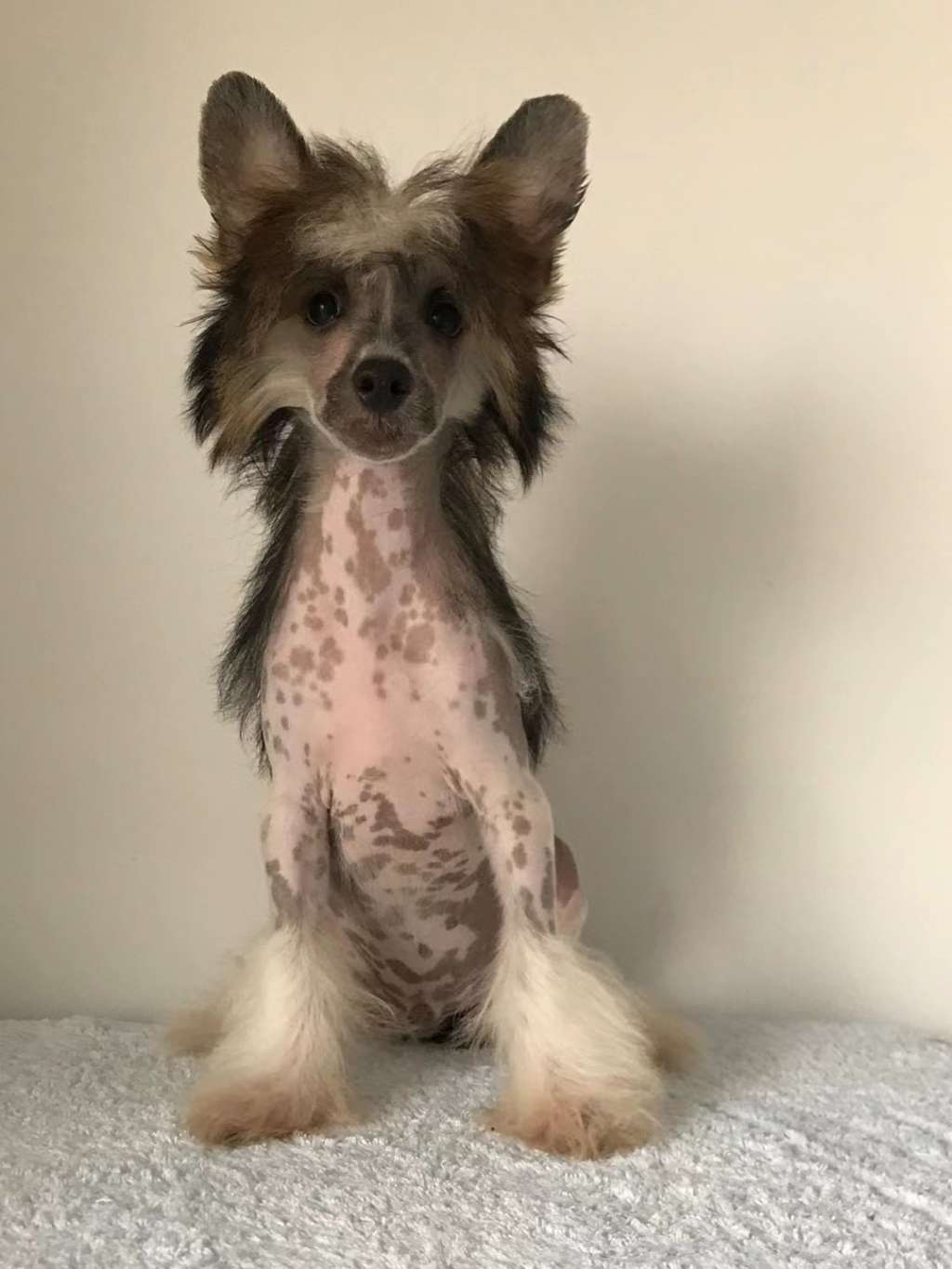 Rosa sinensis of Harry