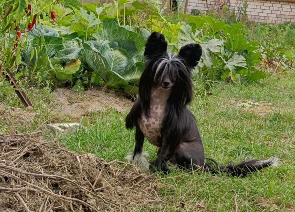 Cesare FantasyVita Winning Smile