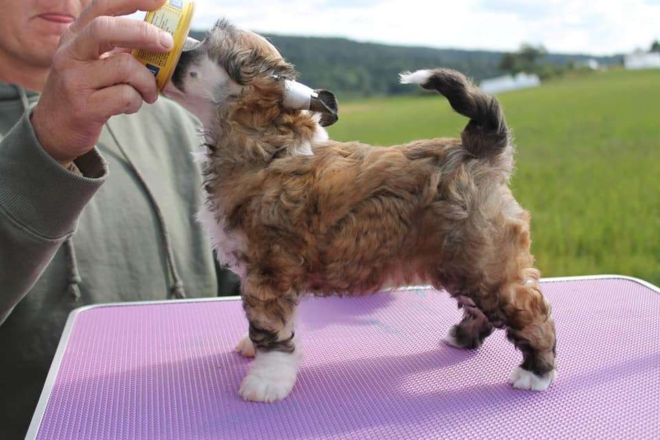 Aqua Lion's Ty Lava's 1.