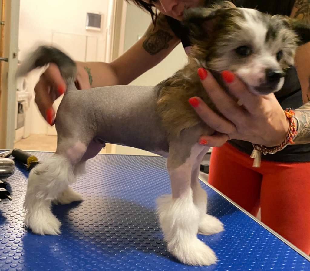 Barbar From Buddha's home