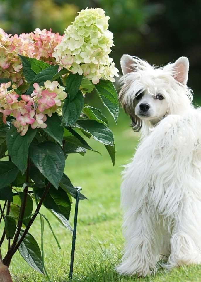 La Daisy von Shinbashi