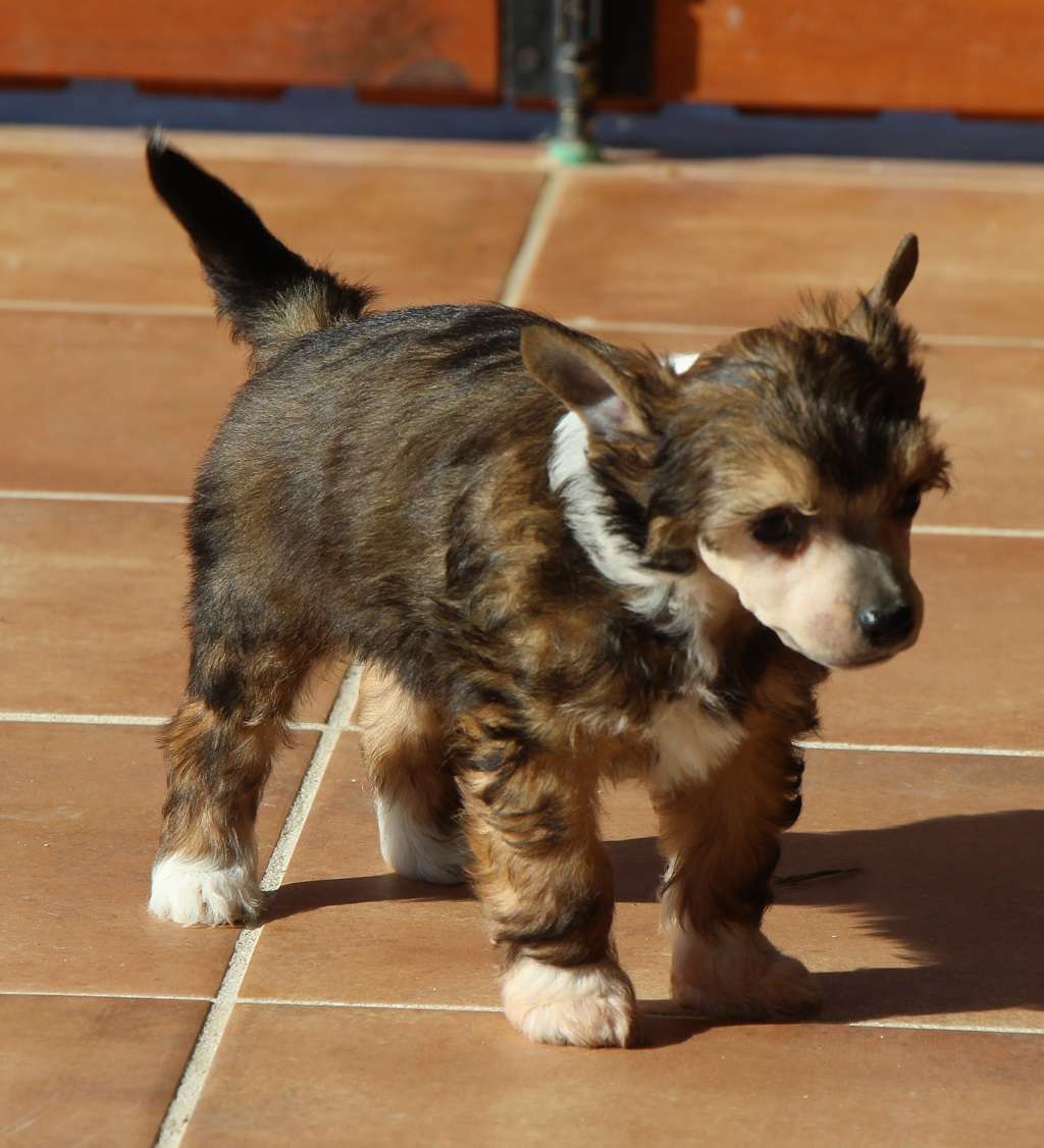 Dark chocolate de Almamasan