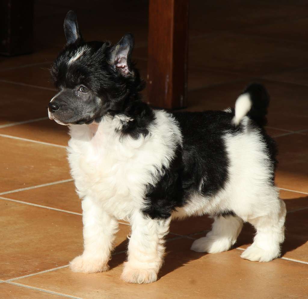 Dear beautty de Almamasan