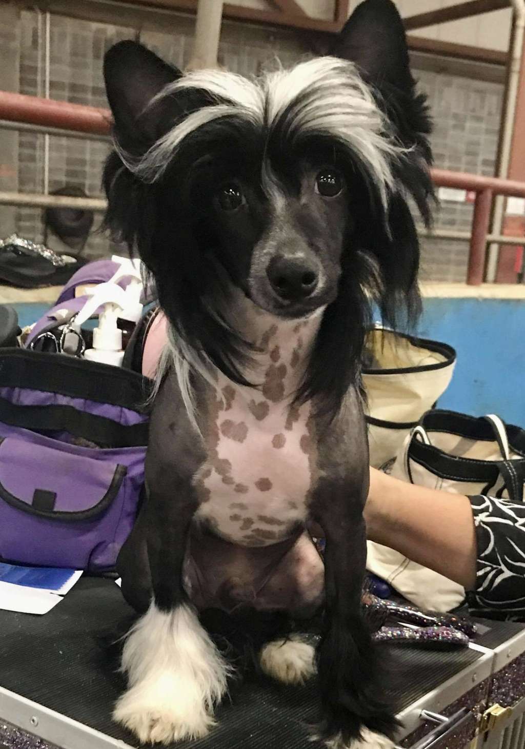 Flying Colors Sharp Dressed Man