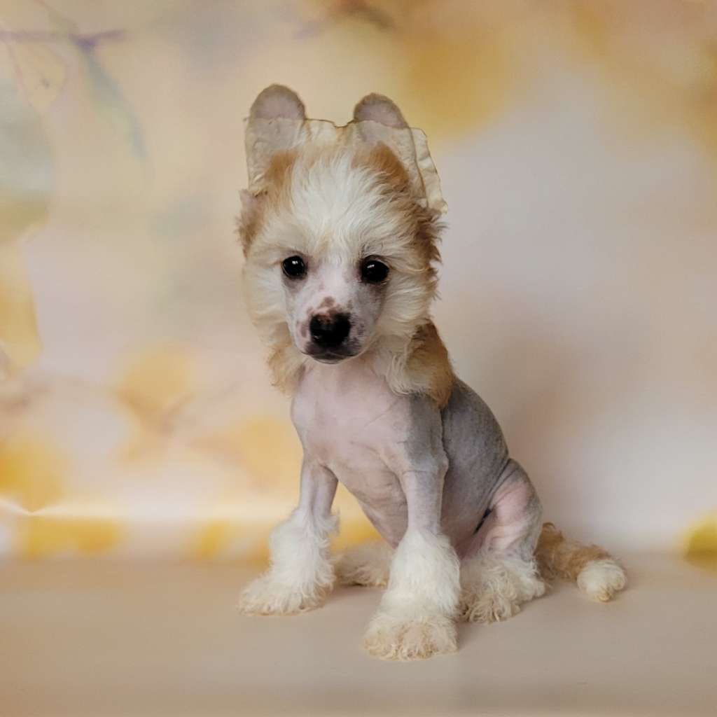 Apriori Vip Wish List