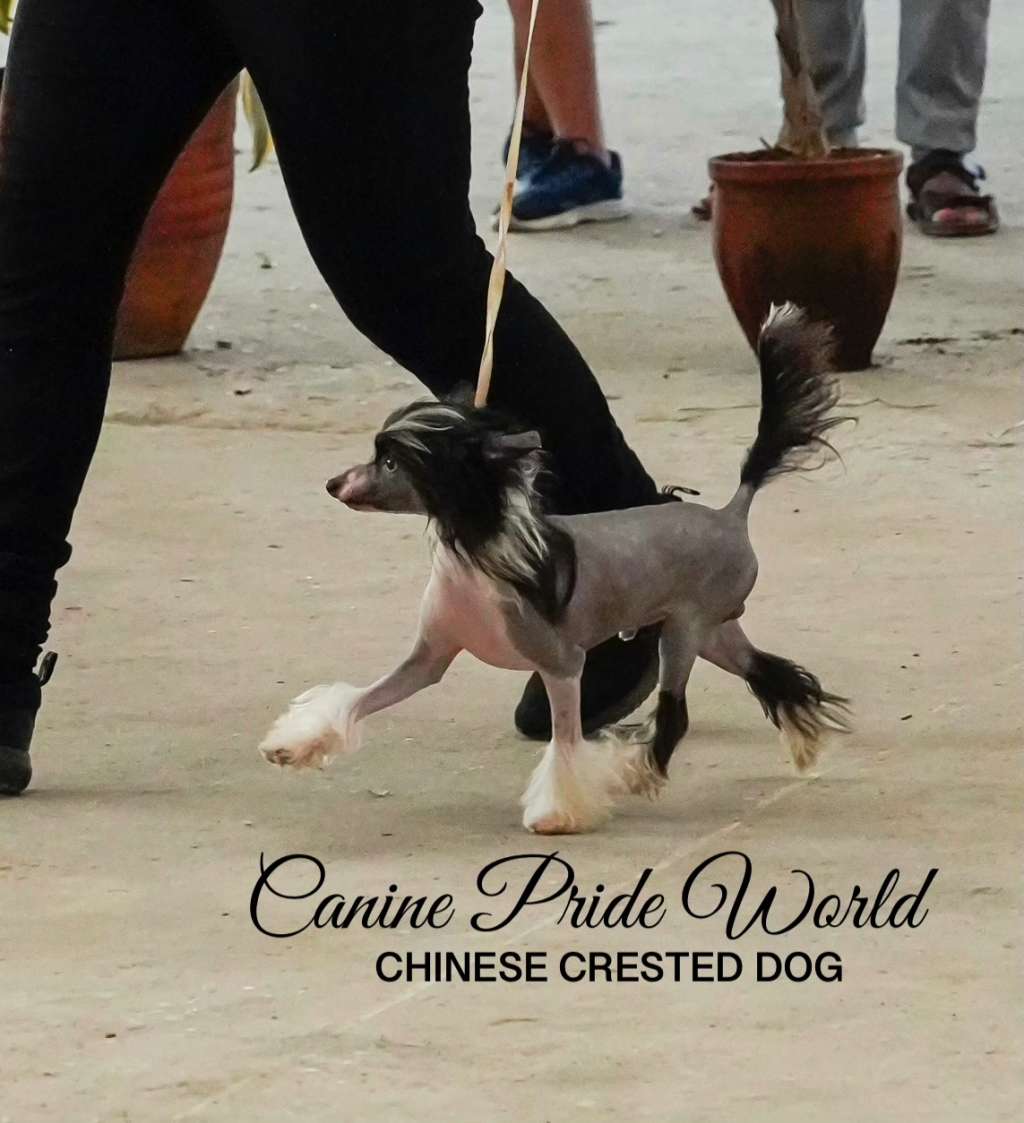 Canine Pride World King Hermes