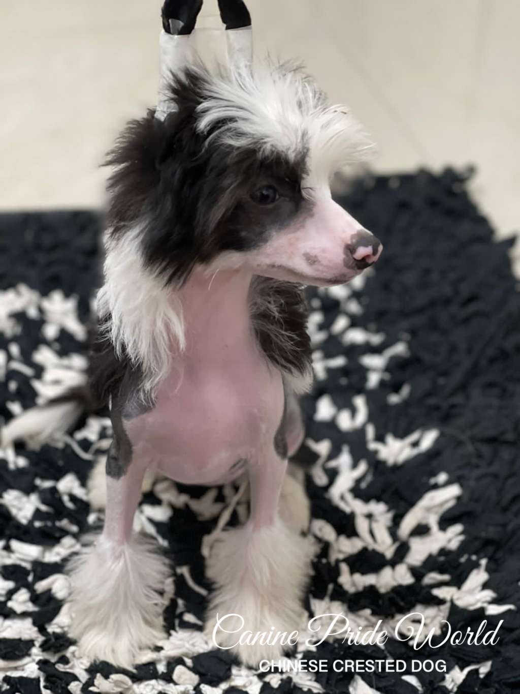 Canine Pride World Queen  Yeyeo