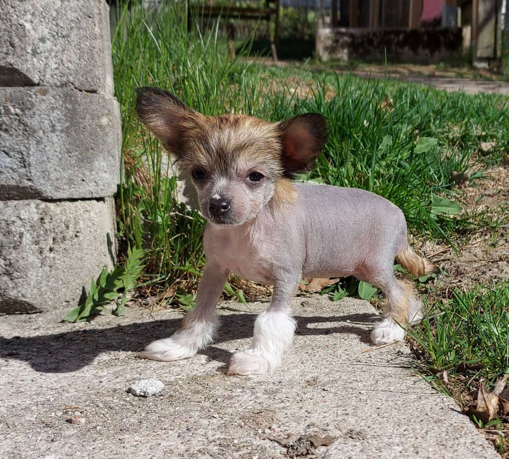 Joyway's Little Red Riding Hood