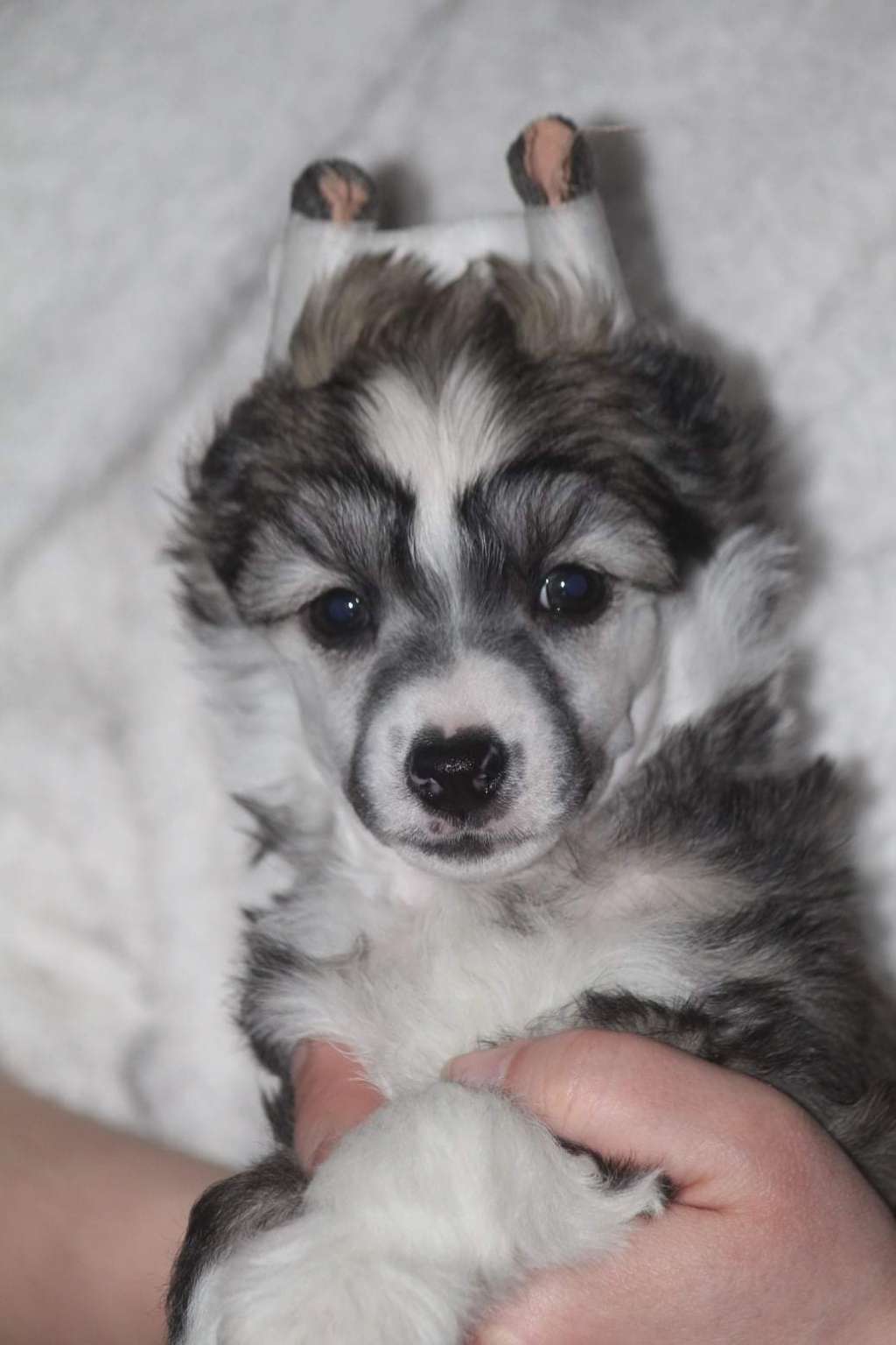 Kultapaimenen Dream Catcher