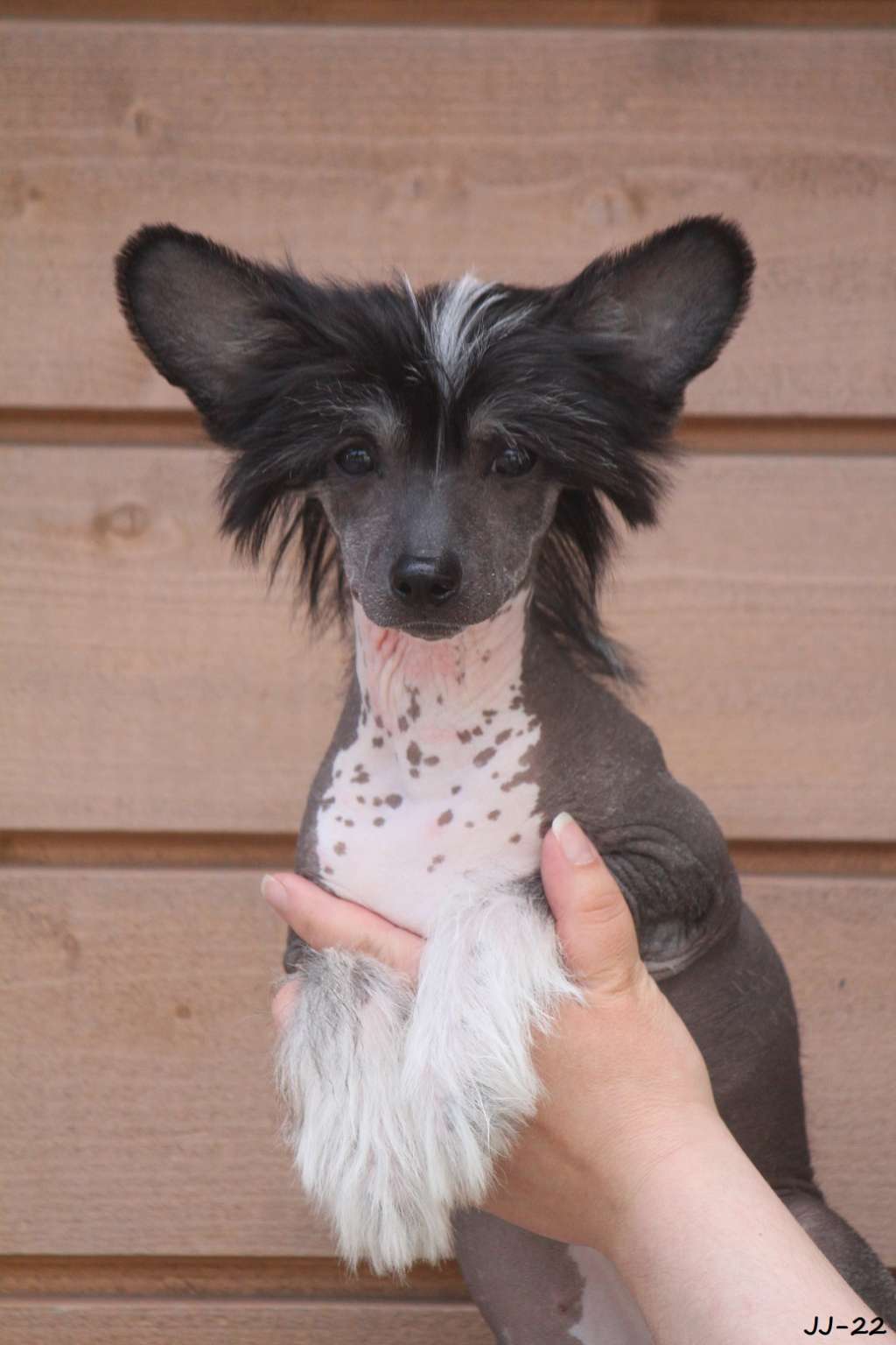 Kultapaimenen Something to Dream