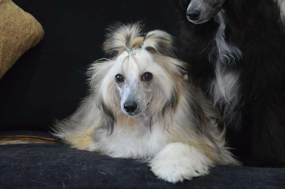 Romeo Beckham de Lybóriu's Legacy