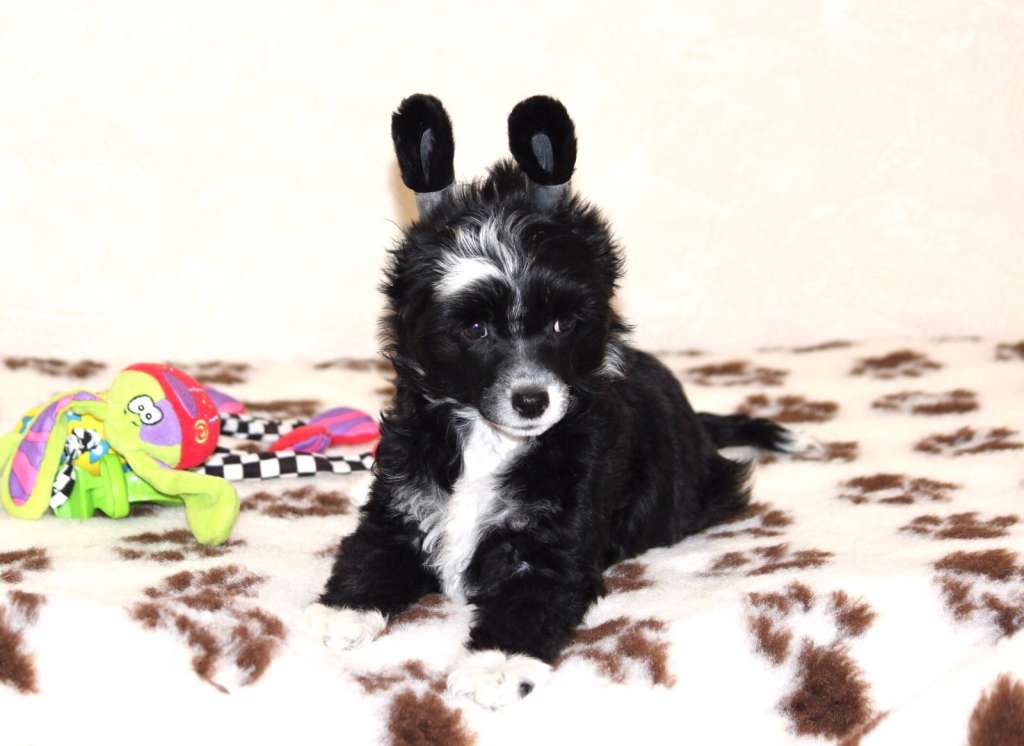 Zlato Volmari Jacqueline