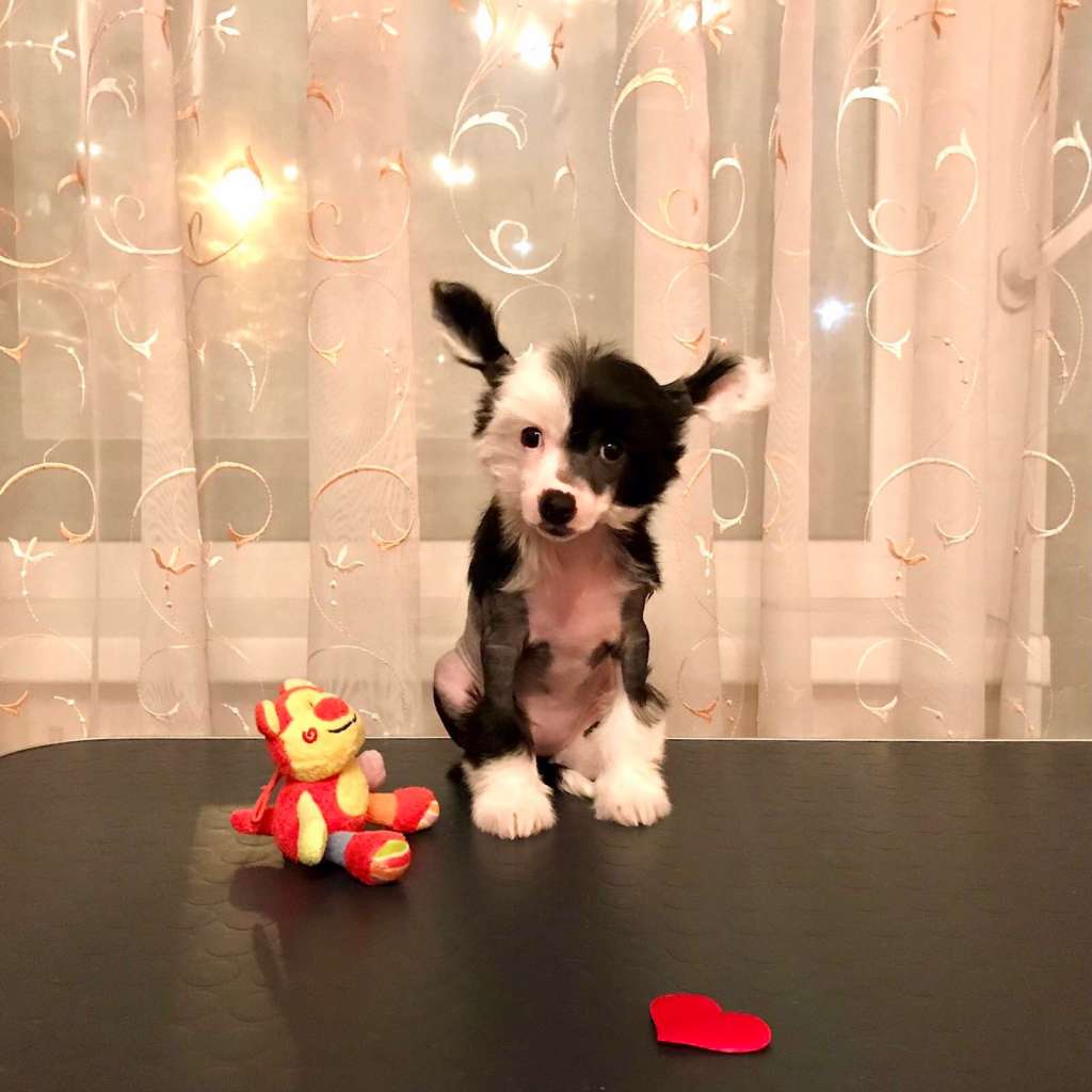 Zlato Volmari Jasmin