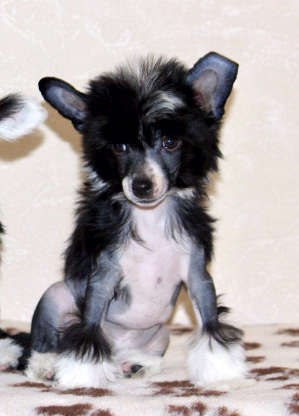 Zlato Volmari Giselle