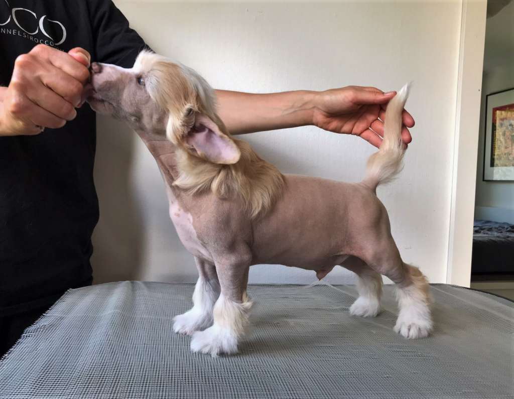 Sirocco How Dare You