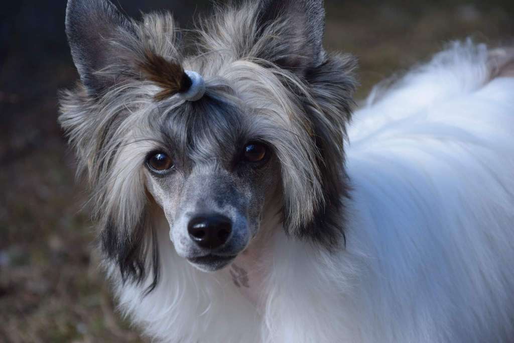 Boysboys Beauty Bellatrix