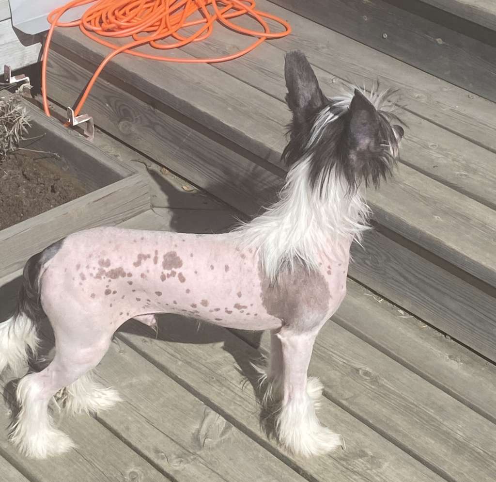 Boysboys Boogie Bowie