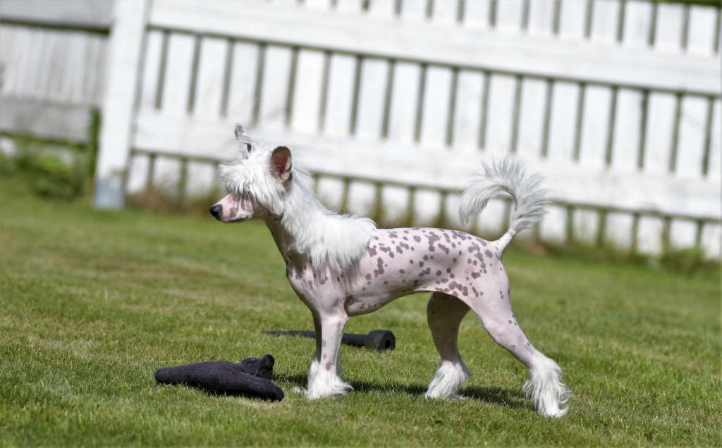 Pinky Twinky Flower Power