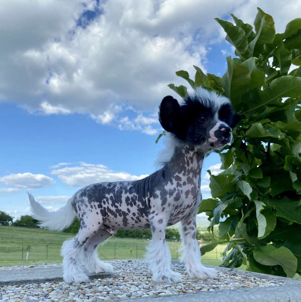 He's my Hero Aschabey