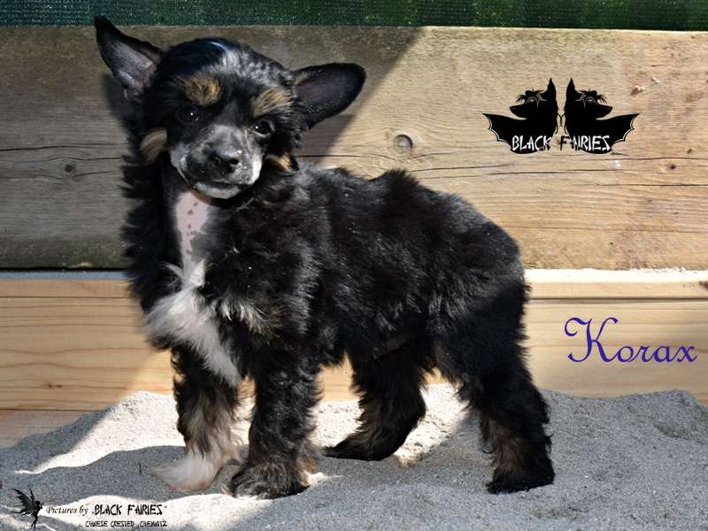 DreamDancer Korax from *BlackFairies*