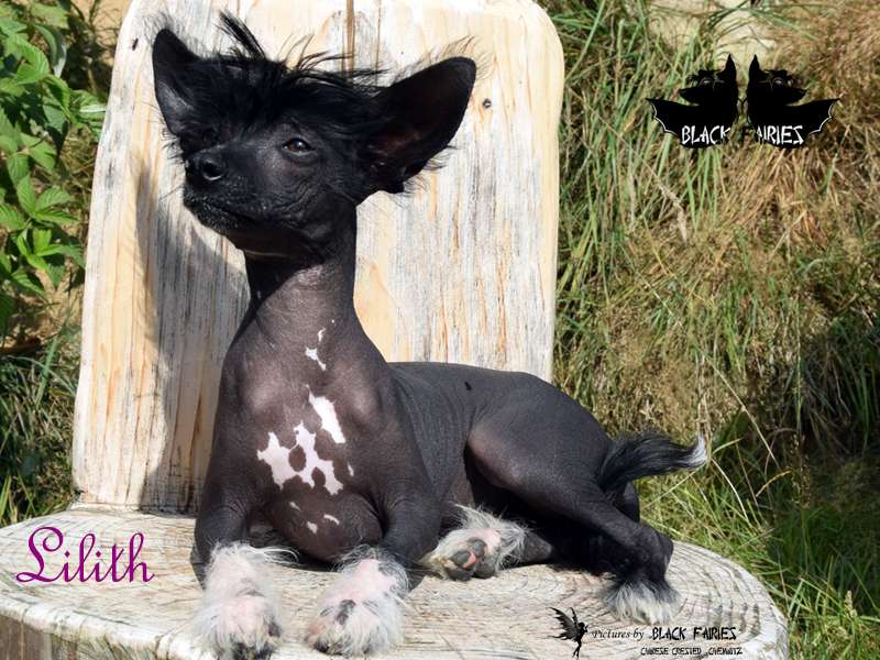 BlackRose Lilith from *BlackFairies*